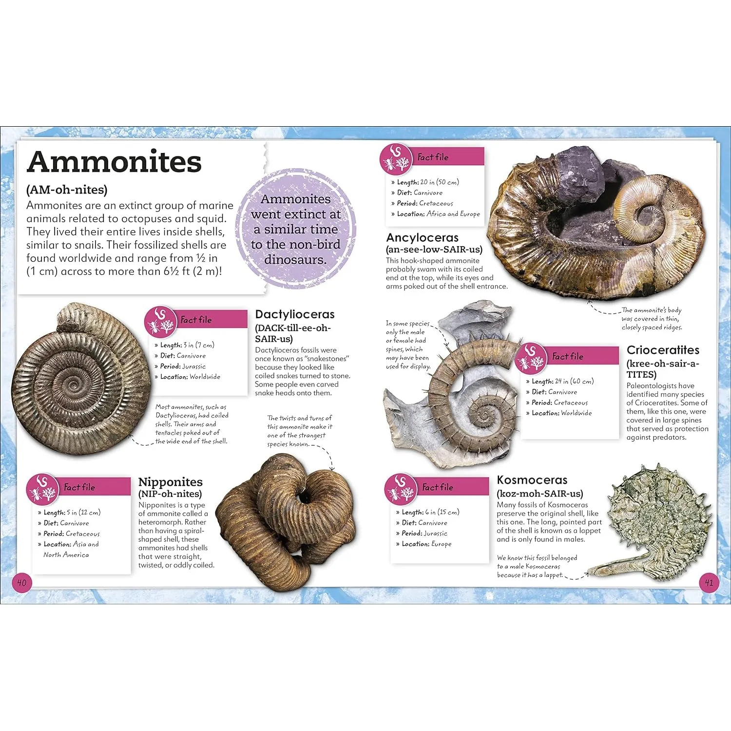 Fossil Book Guide for Kids